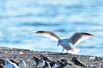 ズグロカモメ ふなばし三番瀬海浜公園 2023年1月9日(月)