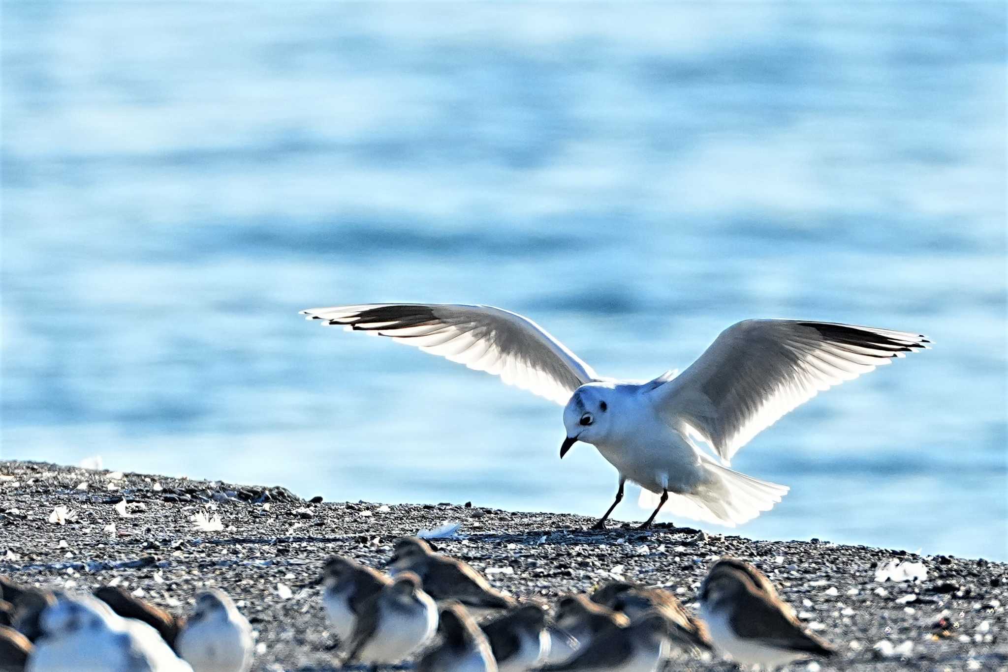 ふなばし三番瀬海浜公園 ズグロカモメの写真 by 川４