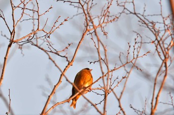 カワラヒワ 長浜公園 2023年1月19日(木)