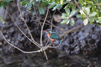 カワセミ 長浜公園 2023年1月19日(木)