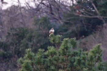 ノスリ 長浜公園 2023年1月19日(木)