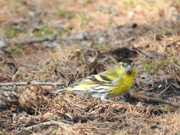 Eurasian Siskin Senjogahara Marshland Sat, 3/31/2018