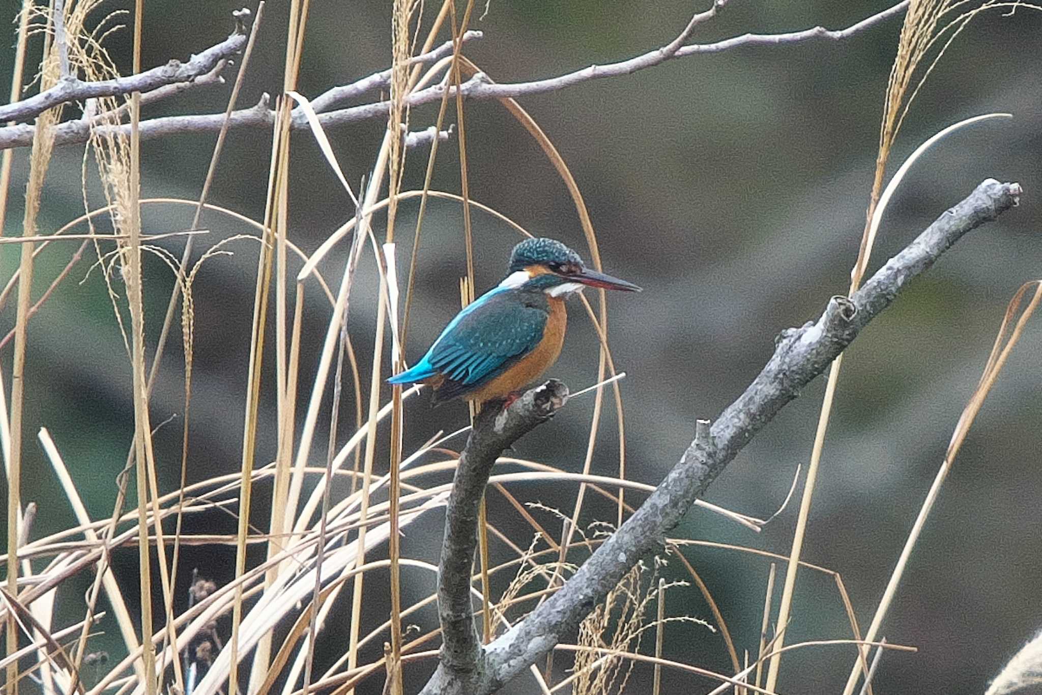 池子の森自然公園 カワセミの写真