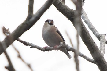 2023年1月18日(水) 池子の森自然公園の野鳥観察記録