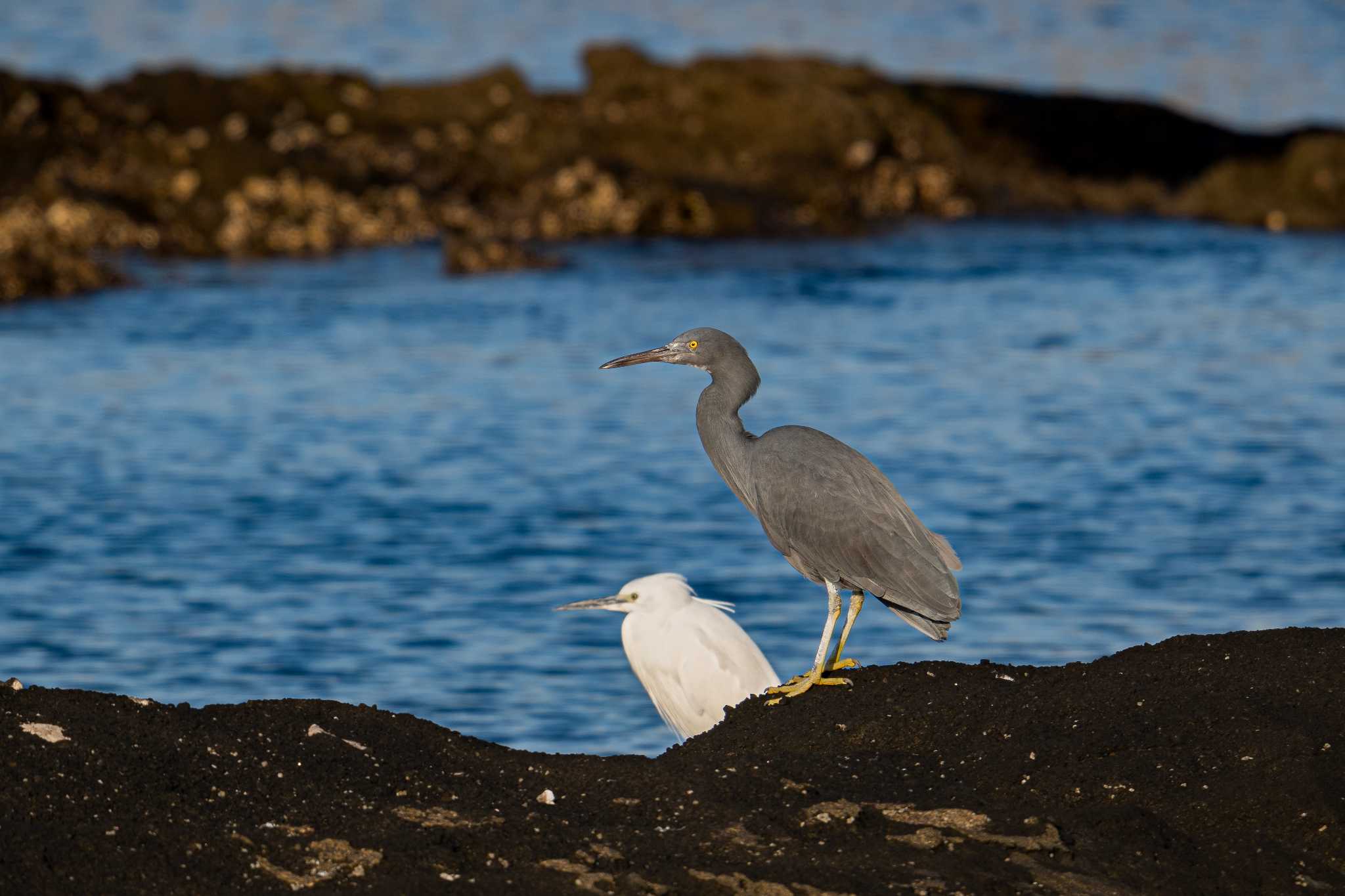 長井漁港 クロサギの写真 by Tosh@Bird