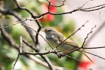 Sun, 4/1/2018 Birding report at 服部緑地公園