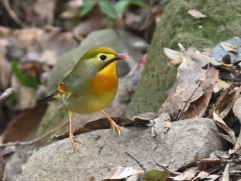 2023年1月19日(木) 立田山の野鳥観察記録