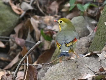 Red-billed Leiothrix 立田山 Thu, 1/19/2023