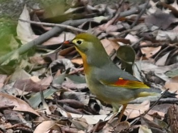 Red-billed Leiothrix 立田山 Thu, 1/19/2023