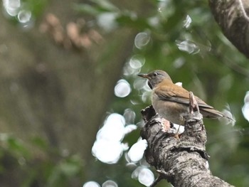 Pale Thrush 立田山 Thu, 1/19/2023