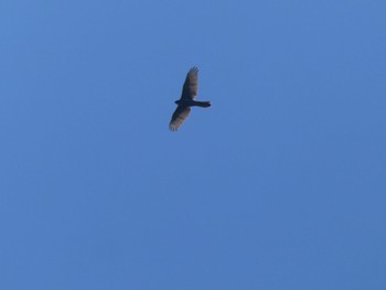 Brown Goshawk Central Coast Wetlands Pioneer Dairy(NSW) Sun, 1/15/2023