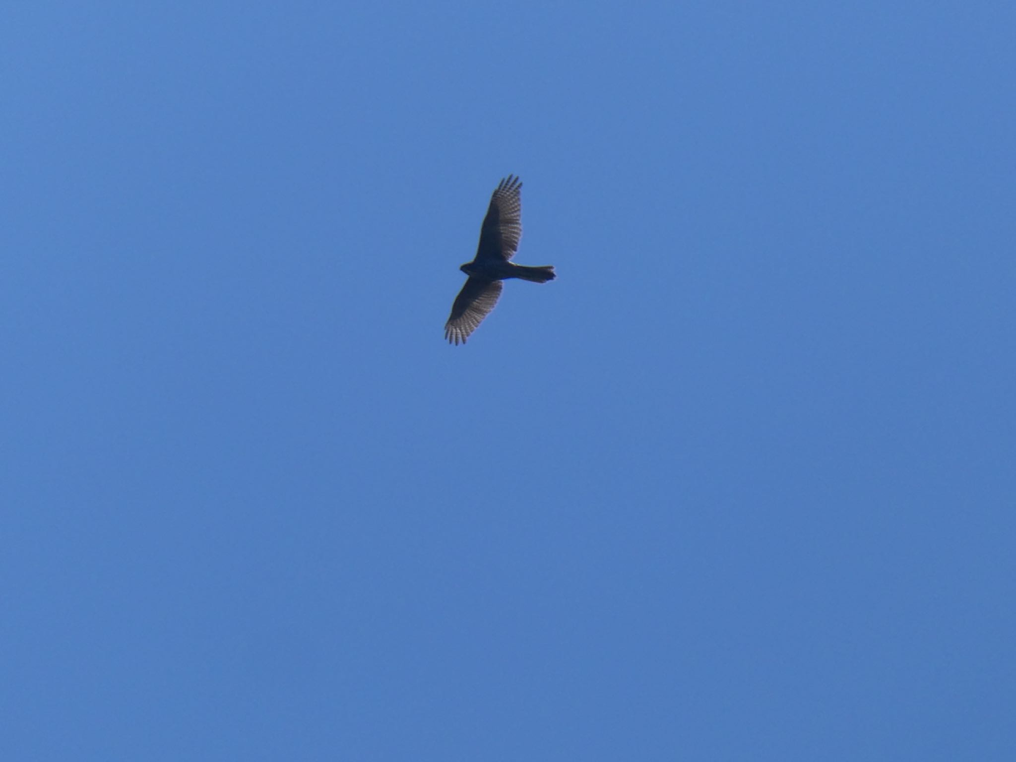 Photo of Brown Goshawk at Central Coast Wetlands Pioneer Dairy(NSW) by Maki