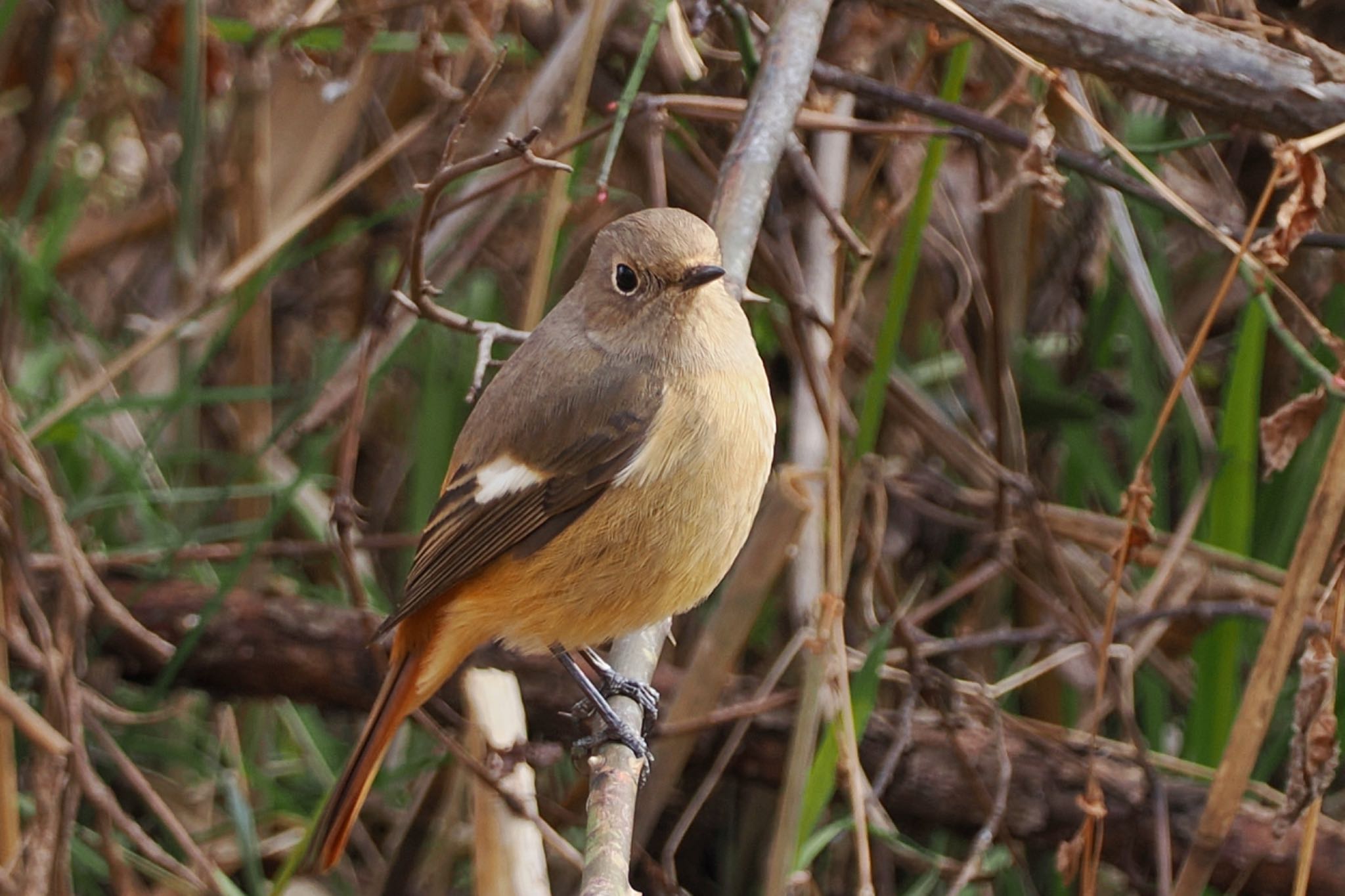 舞岡公園 ジョウビタキの写真