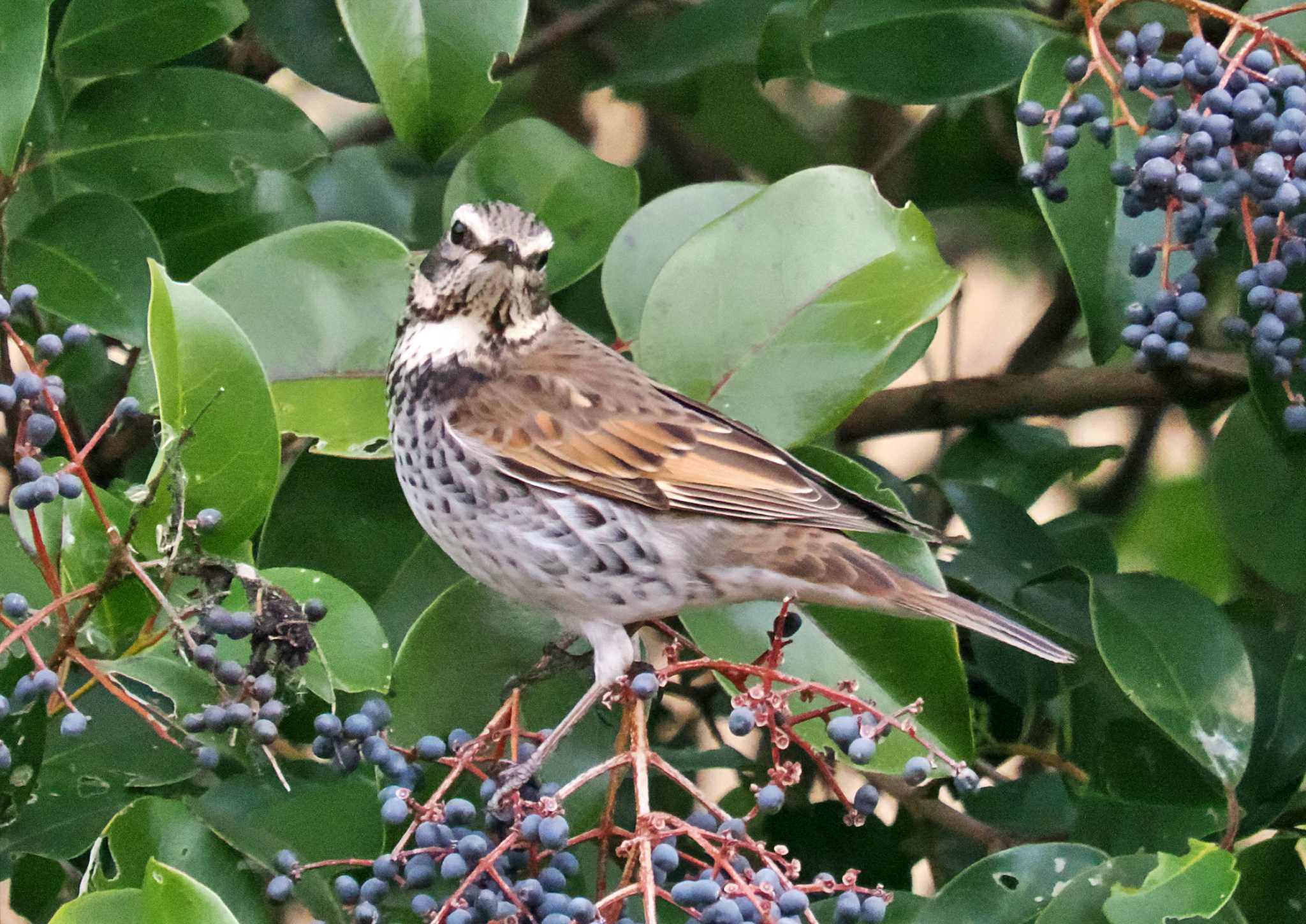 東京港野鳥公園 ツグミの写真