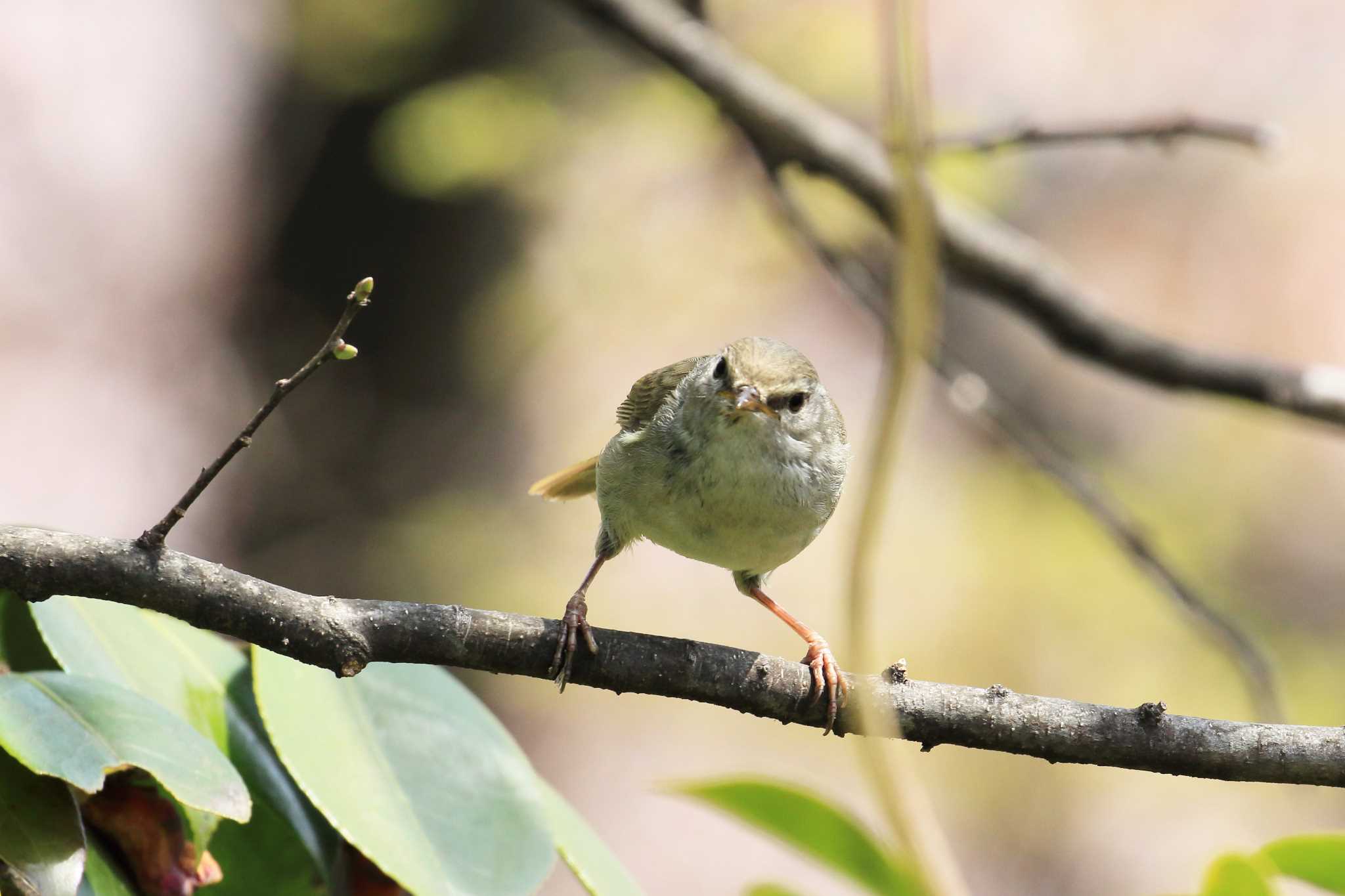 Photo of Japanese Bush Warbler at 服部緑地公園 by 明石のおやじ