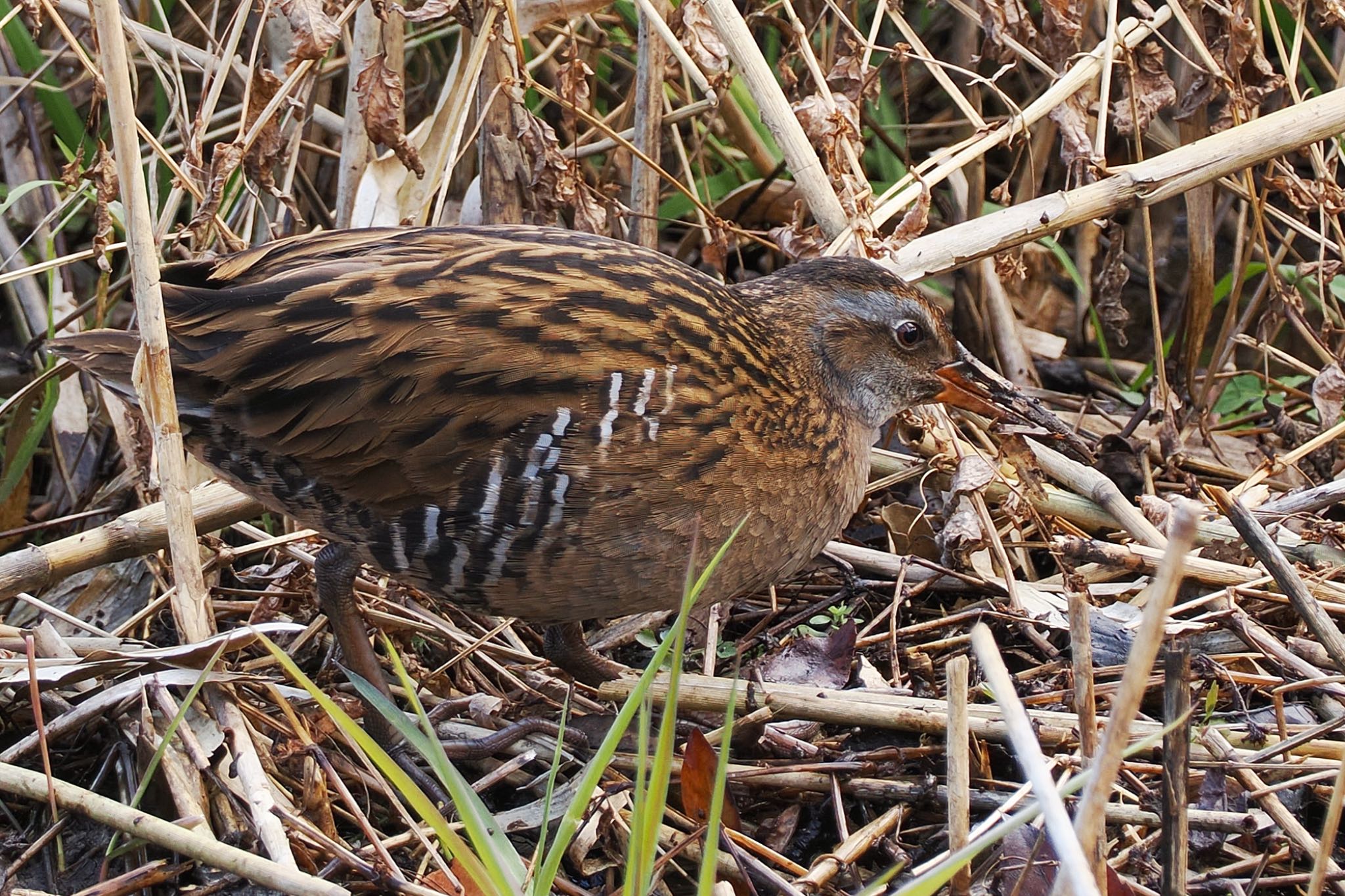 舞岡公園 クイナの写真