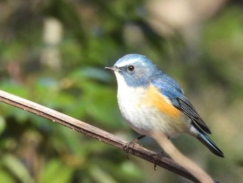 Red-flanked Bluetail 愛知県森林公園 Thu, 1/19/2023