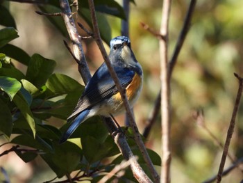 Red-flanked Bluetail 愛知県森林公園 Thu, 1/19/2023