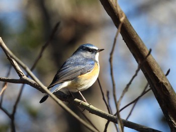 Red-flanked Bluetail 愛知県森林公園 Thu, 1/19/2023