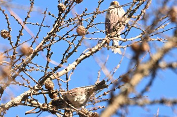 Asian Rosy Finch 南牧村、カラマツの実をつつく Mon, 1/9/2023