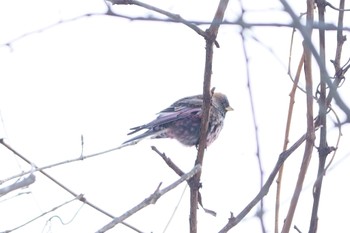 Asian Rosy Finch 天辺付近で朝日を待つ Tue, 1/10/2023