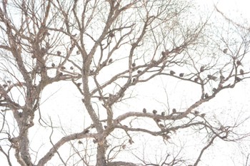 Asian Rosy Finch ハギマシコの成る木 Tue, 1/10/2023