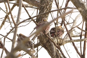 Asian Rosy Finch 中間でこちらを観察する組 Tue, 1/10/2023