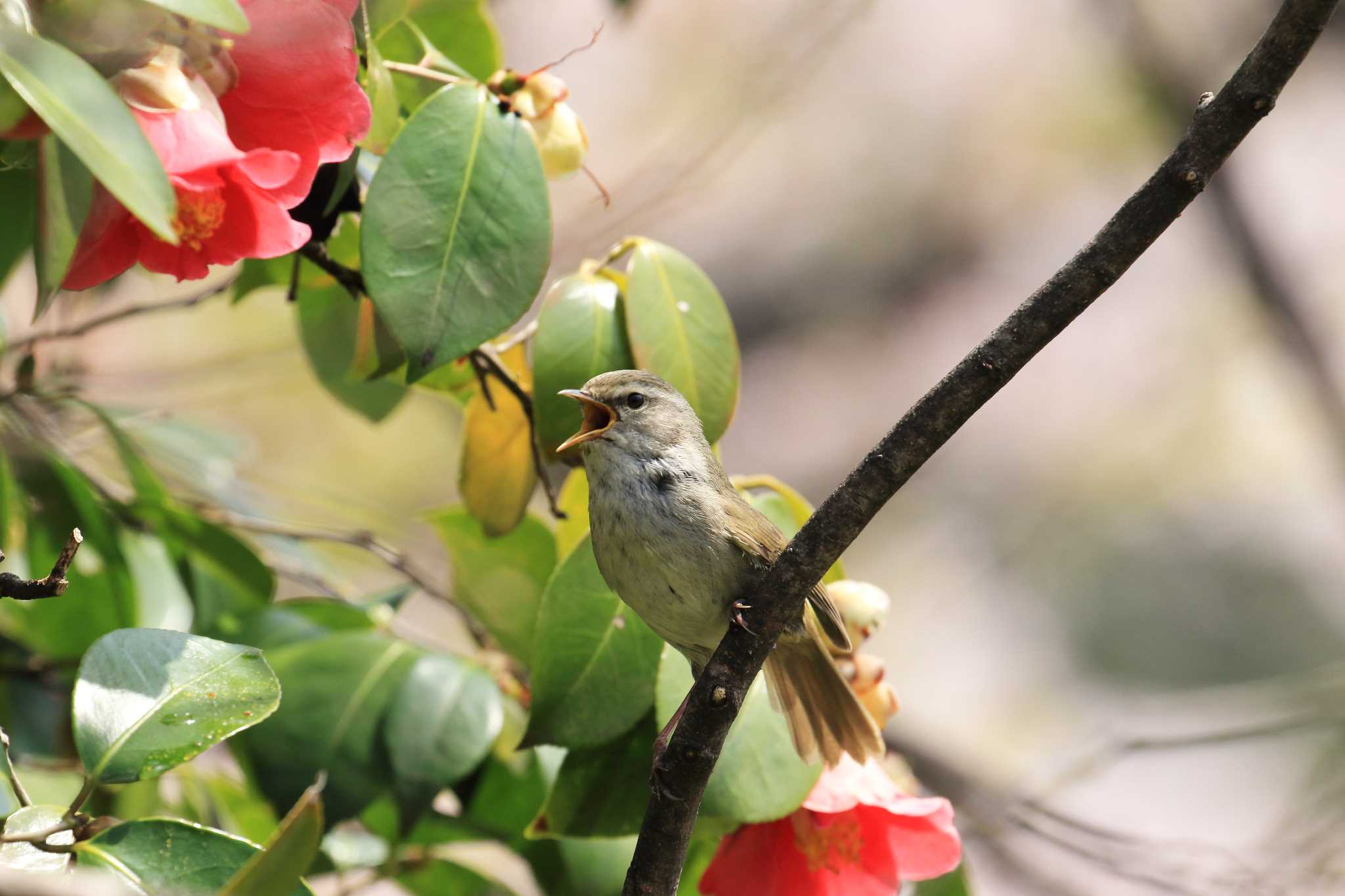 Photo of Japanese Bush Warbler at 服部緑地公園 by 明石のおやじ