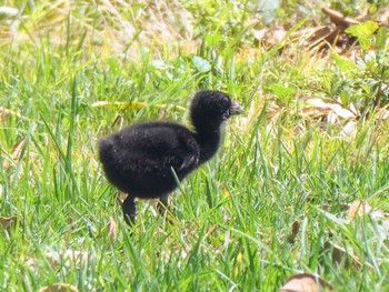 Australasian Swamphen Central Coast Wetlands Pioneer Dairy(NSW) Sun, 1/15/2023