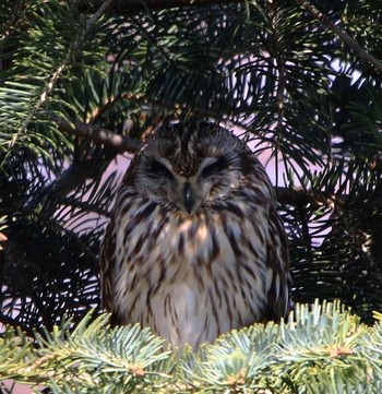 Short-eared Owl Unknown Spots Sun, 3/25/2018