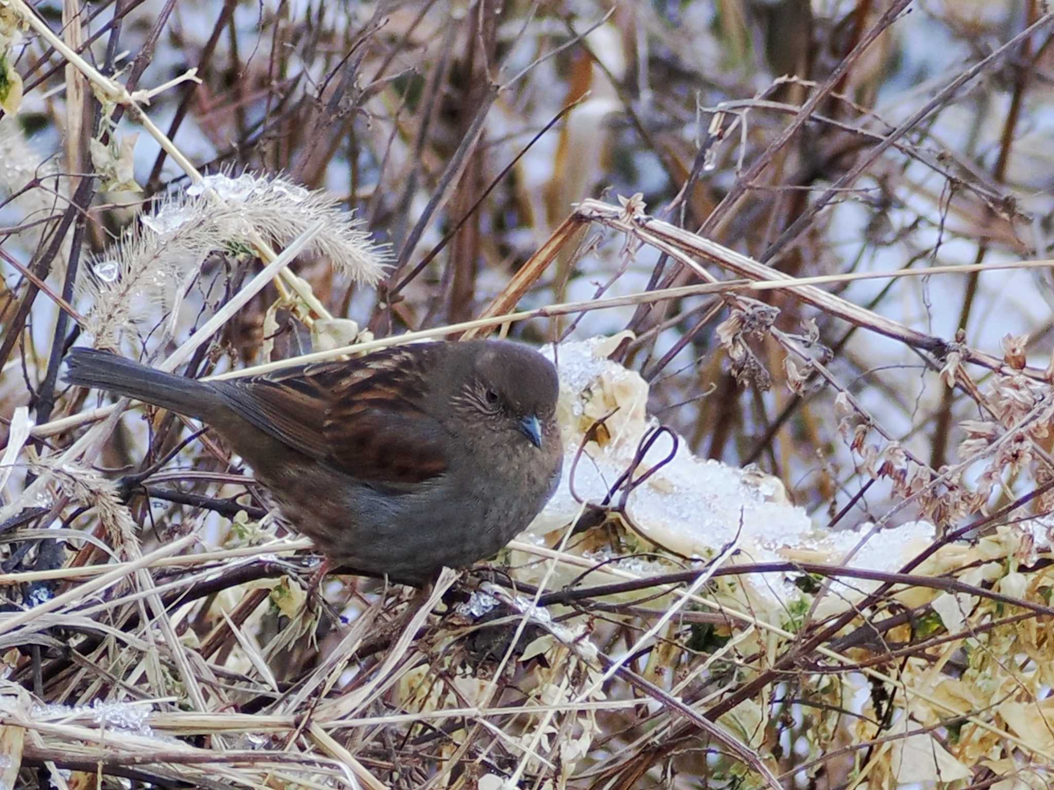 カヤクグリ