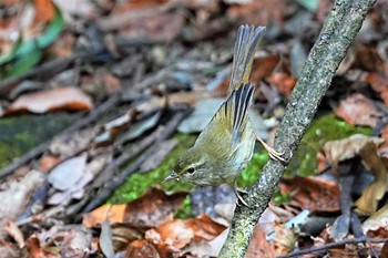 Japanese Bush Warbler 八溝県民休養公園 Sun, 1/8/2023