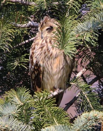 Short-eared Owl Unknown Spots Sun, 3/25/2018