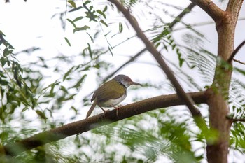 アカビタイサイホウチョウ PICOP(PHILIPPINE) 2018年3月19日(月)