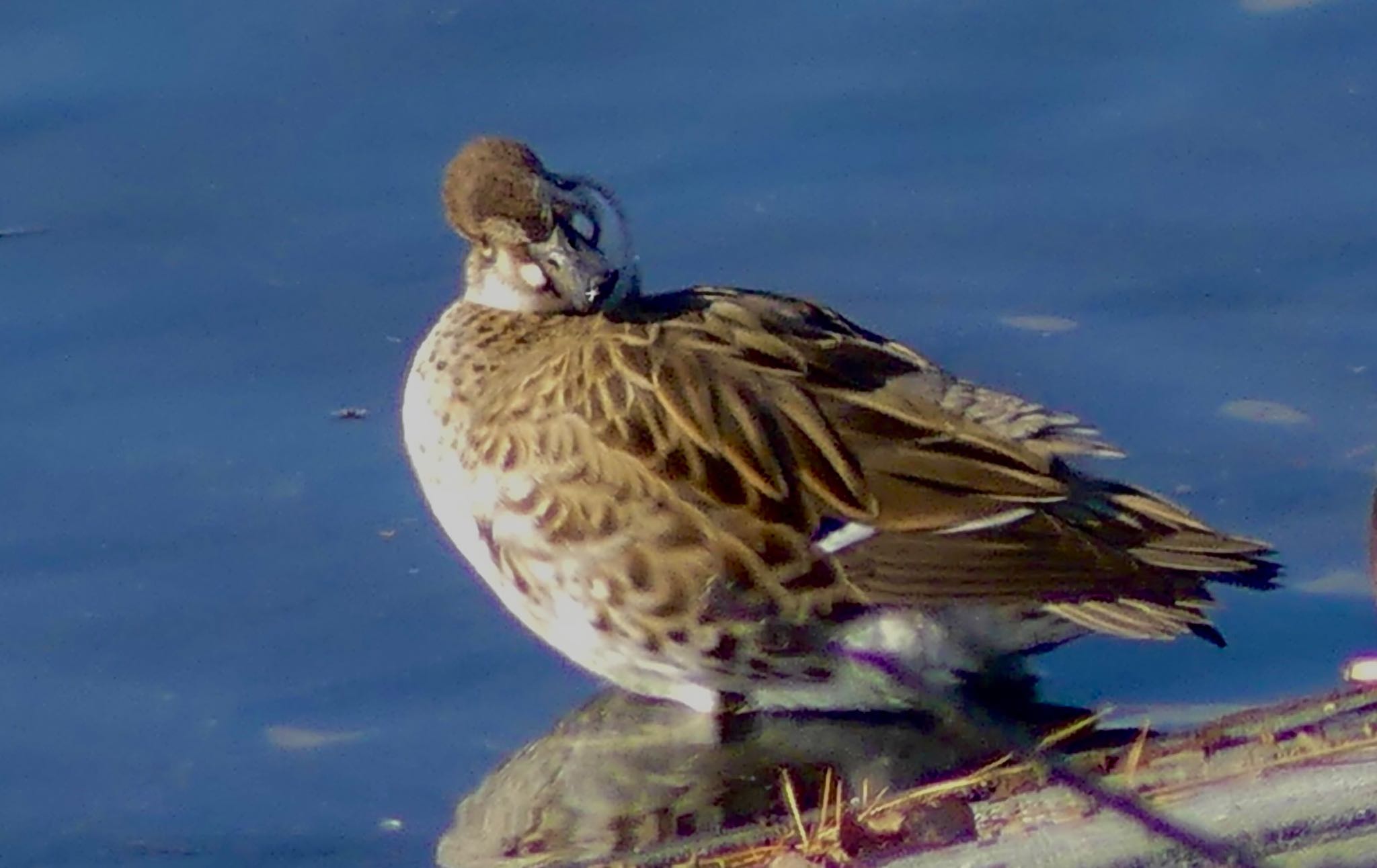 Baikal Teal