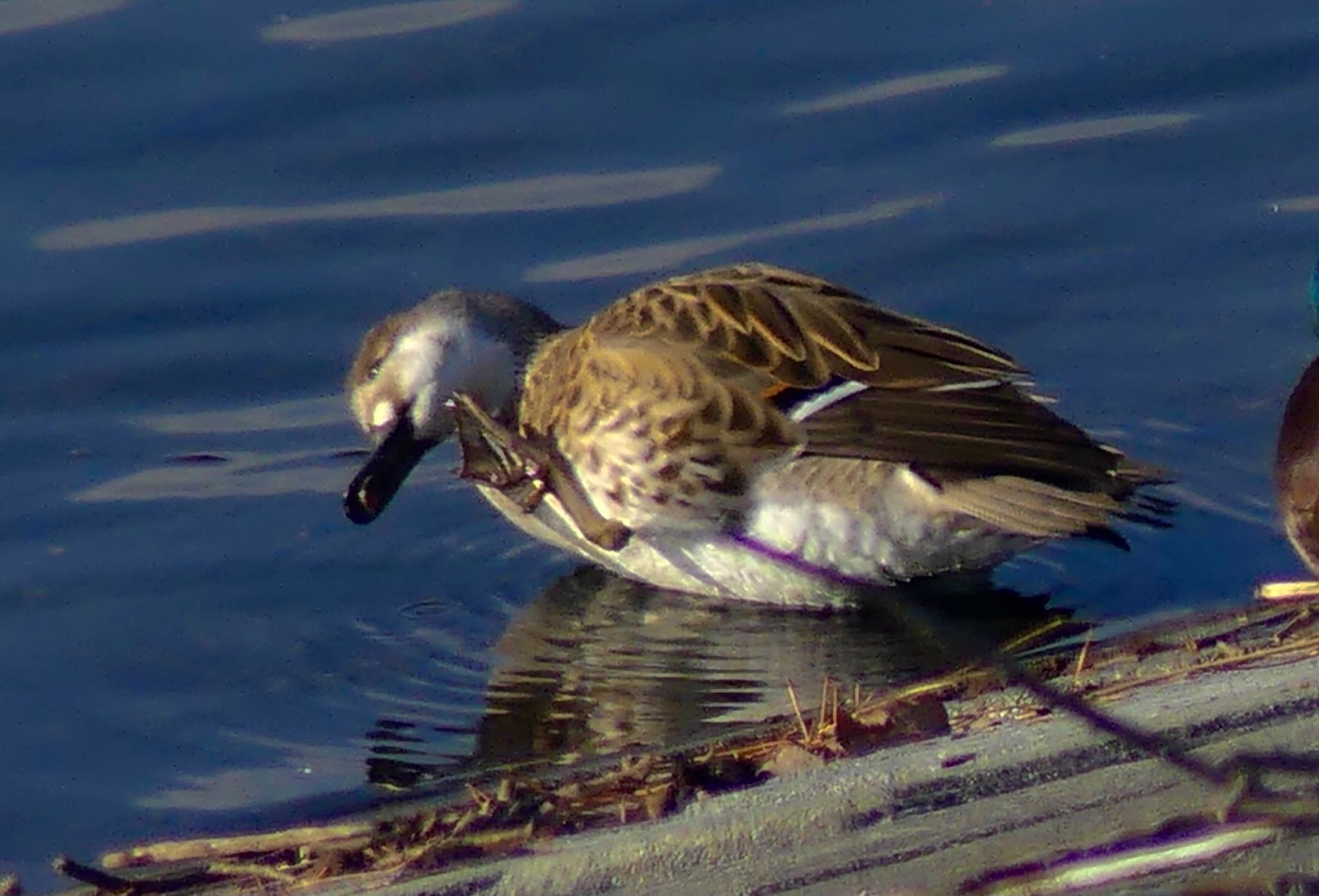 Baikal Teal