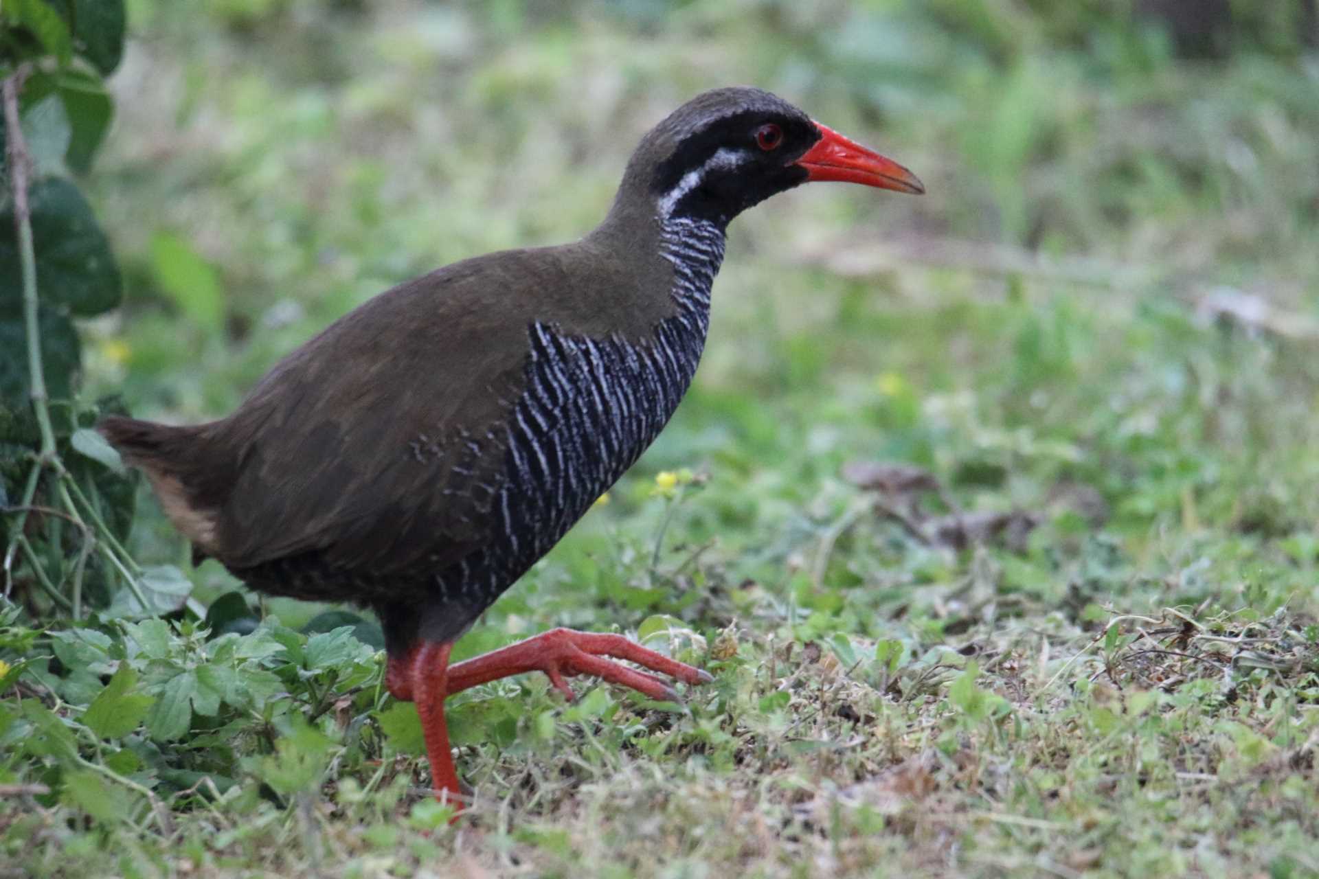  ヤンバルクイナの写真 by マイク