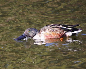 2023年1月19日(木) 御廟山古墳の野鳥観察記録