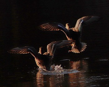 2023年1月19日(木) 大仙公園の野鳥観察記録