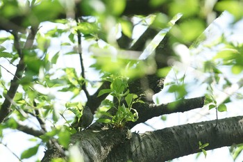 クロジ 世田谷区の公園 撮影日未設定