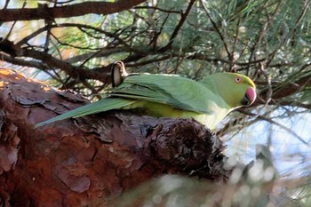 ワカケホンセイインコ 石神井公園 2022年12月29日(木)