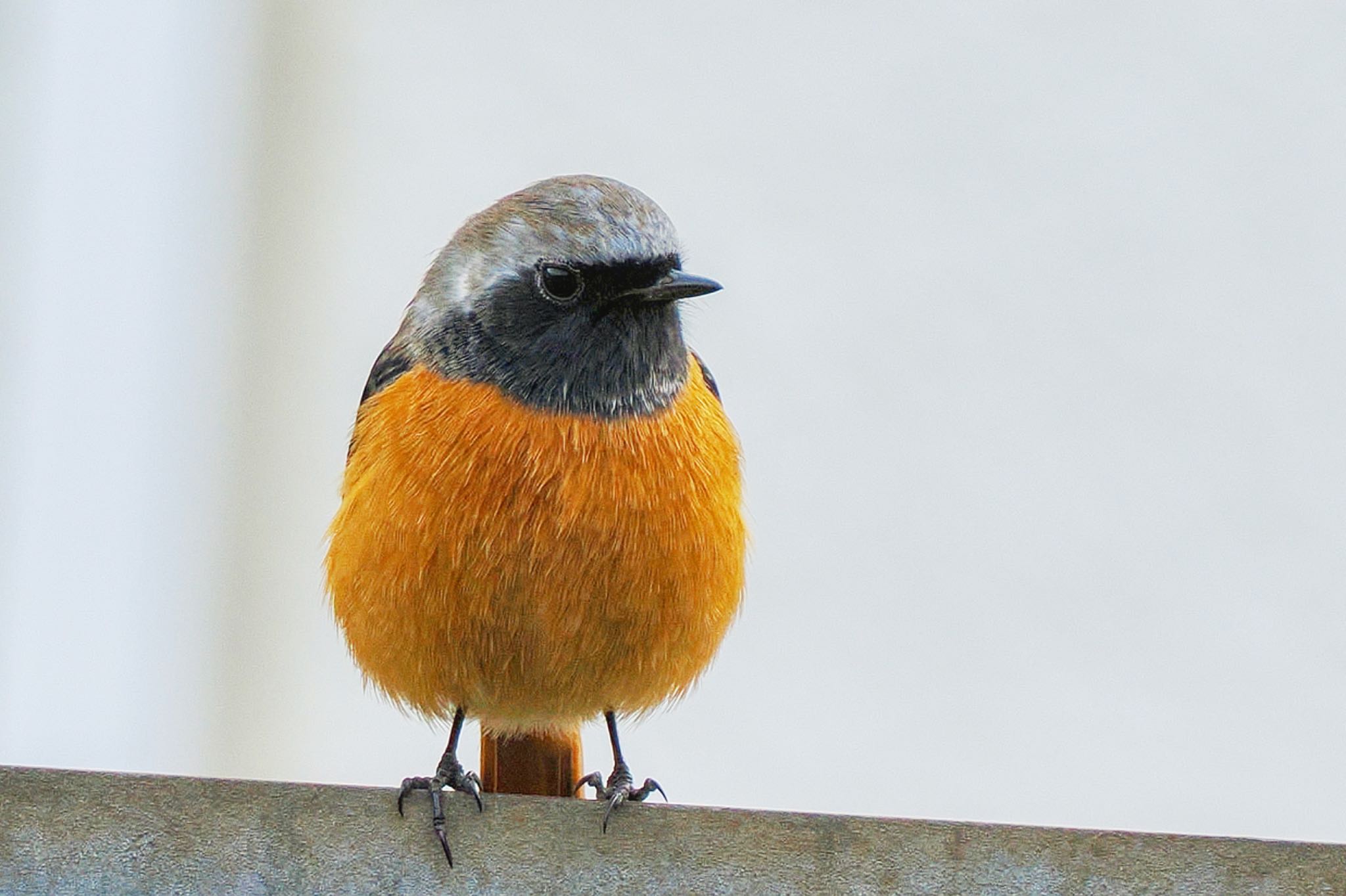 Daurian Redstart