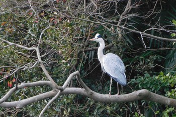 Grey Heron 栗林公園 Sun, 1/8/2023