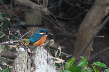 Common Kingfisher 栗林公園 Sun, 1/8/2023