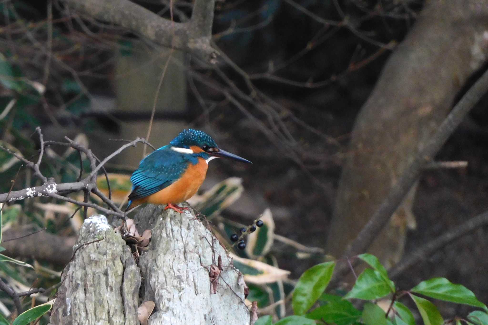 Photo of Common Kingfisher at 栗林公園 by たっちゃんち