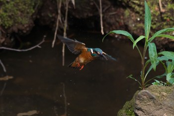 カワセミ 場所が不明 2018年3月27日(火)