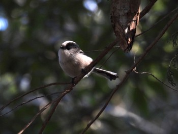 Long-tailed Tit Sayama Park Thu, 12/29/2022