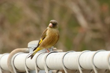 カワラヒワ 北海道　函館市　函館空港脇 2018年4月1日(日)