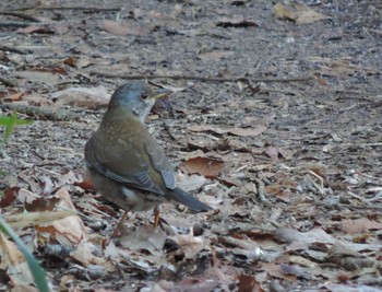 Thu, 1/19/2023 Birding report at 狭山丘陵