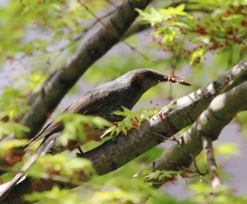 Brown-eared Bulbul 東京都大田区 Sun, 4/1/2018